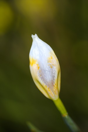 The Iris Bud